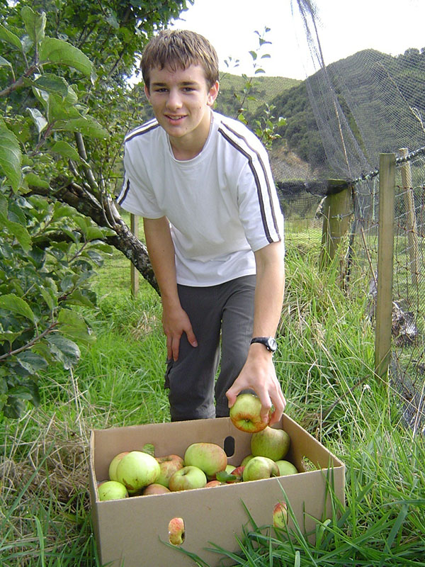 Brad Christensen helping pick Monty's Surprise apples from the mother tree for research.