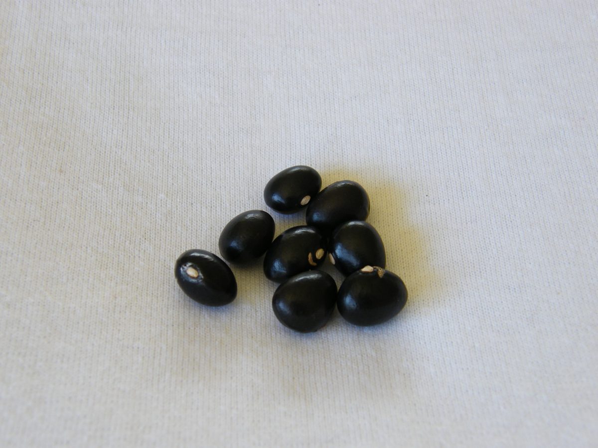 Heirloom Beans Heritage Food Crops Research Trust