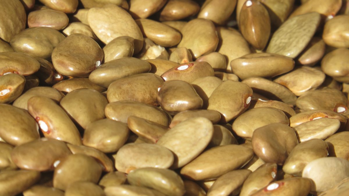 Heirloom Beans Heritage Food Crops Research Trust