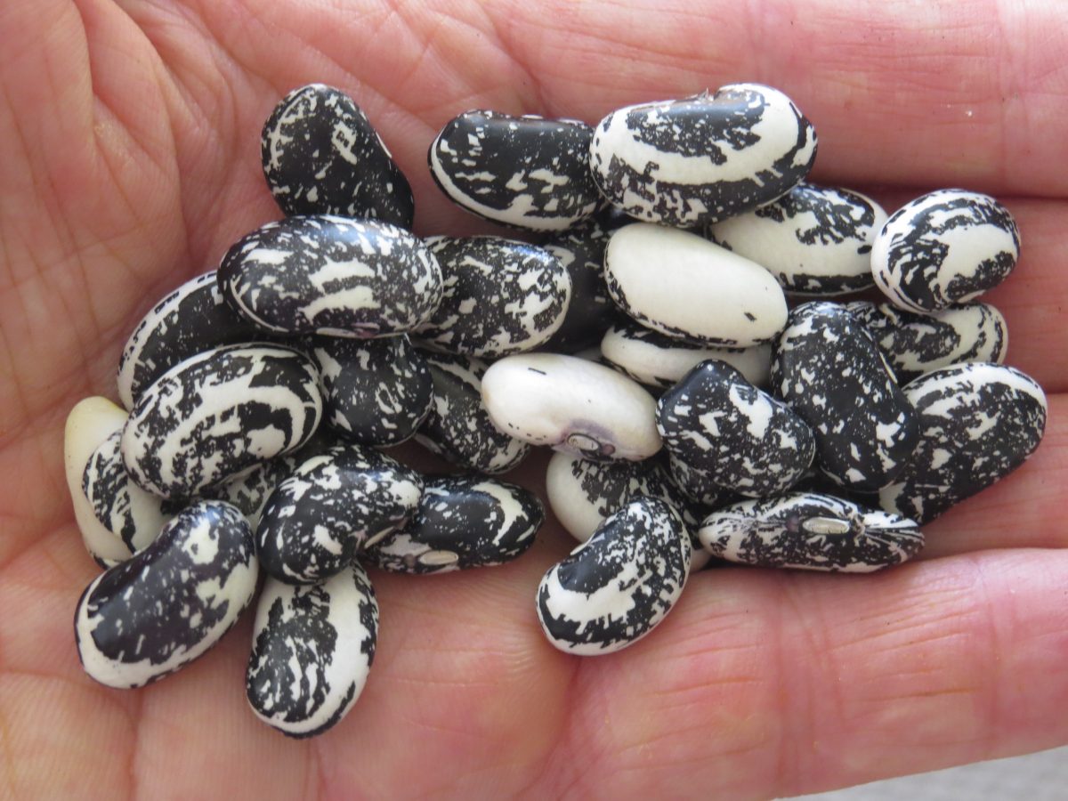 Heirloom Beans Heritage Food Crops Research Trust