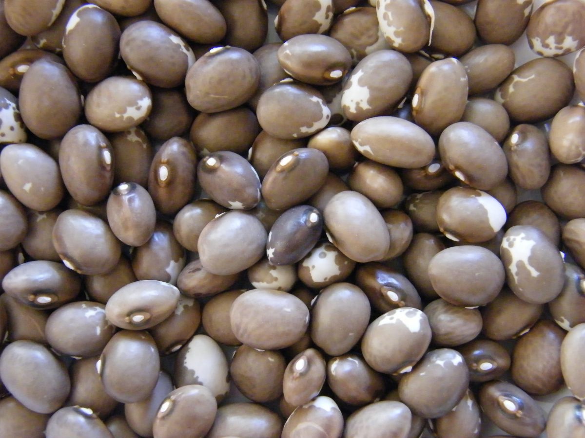 Heirloom Beans – Heritage Food Crops Research Trust