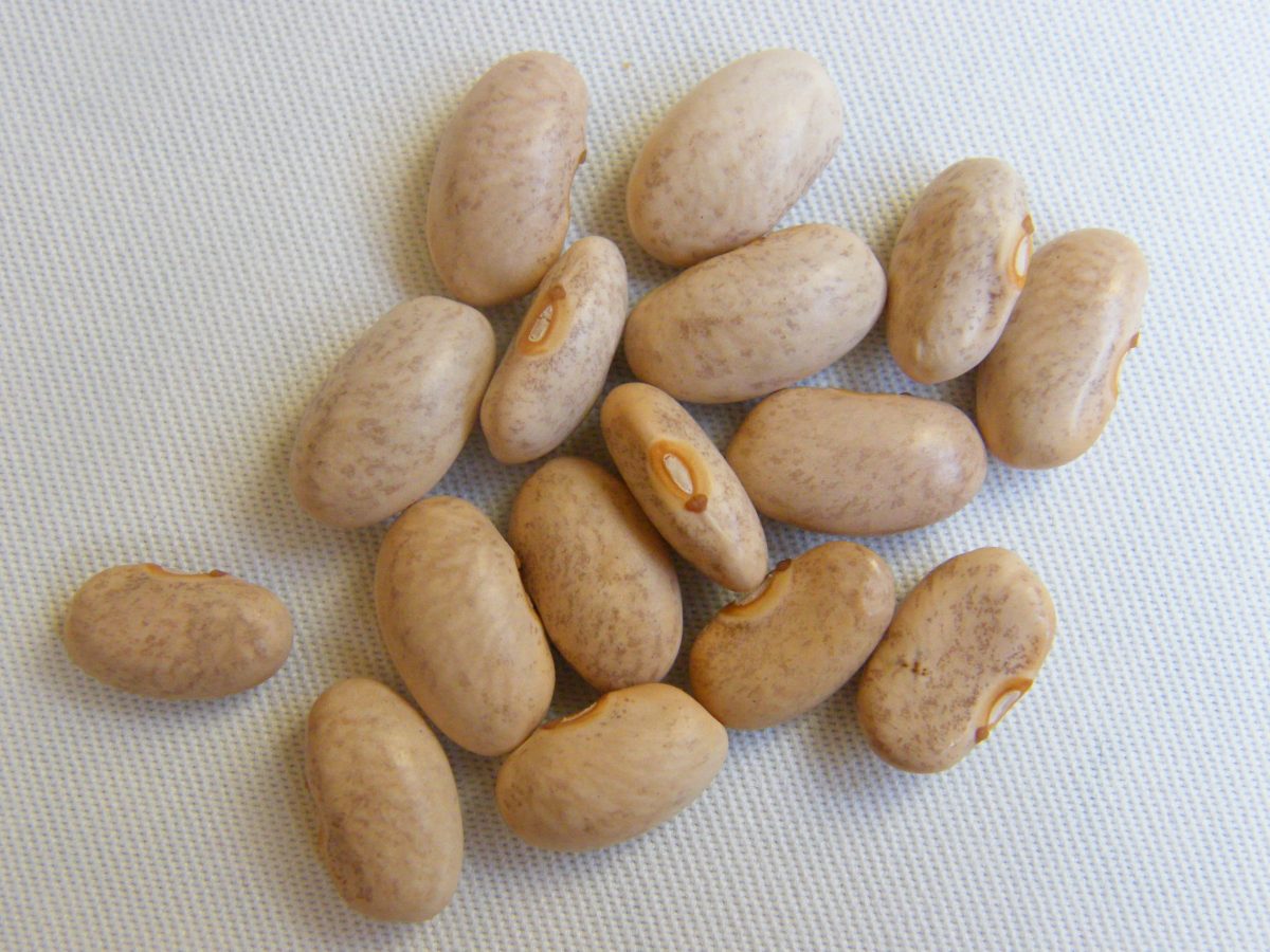Heirloom Beans Heritage Food Crops Research Trust
