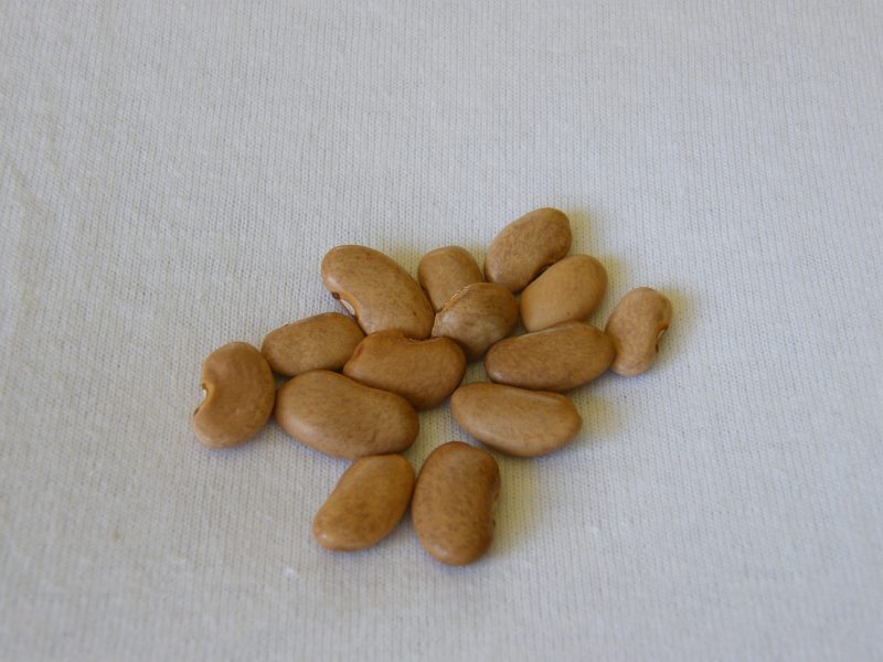 Heirloom Beans Heritage Food Crops Research Trust