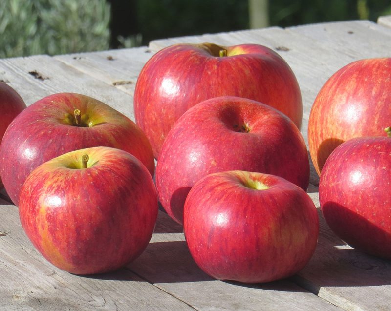 Monty’s Surprise Apple – Heritage Food Crops Research Trust